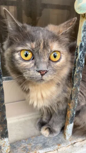 قطوه حق التبني .