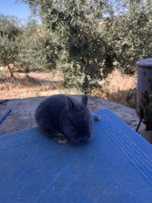 ارانب زينه مقزم وانجوارا