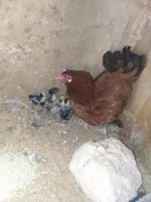 دجاجه رود وتحتها 8فلاليس سبرايت انيق
