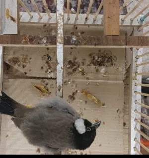 متاح بلبل فحل للبيع صحه جيده وخشونه خير من الله شرط التغريد