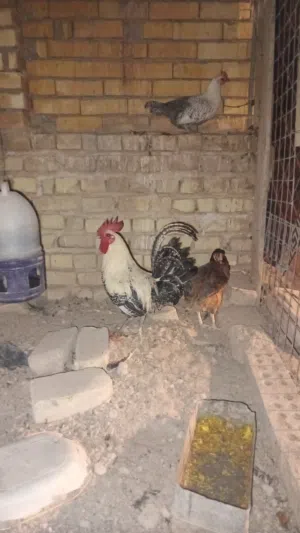 بيع دجاج عرب وفيومي
