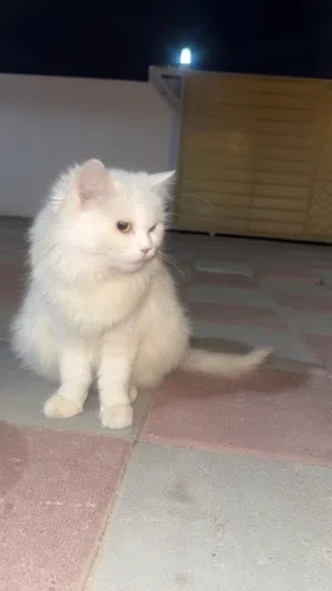 قطط للبيع بصحه جيده