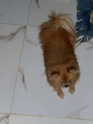 بومرينيان ذكر ميني الحجم الصغير mini Dog