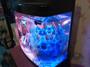 Fish1