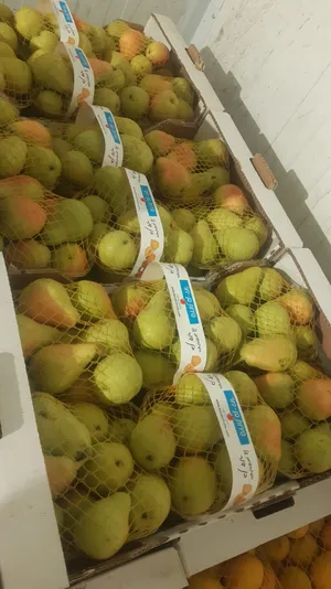 ‏مشاريع استثمارية ‏.‏ جديد‏2
