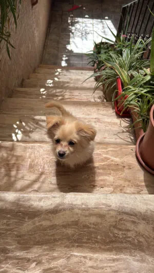 كلب للبيع لعوب