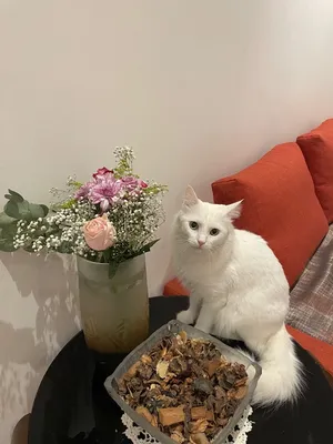 White Turkish Persian Cat