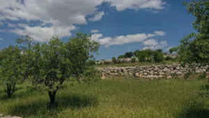 Farm Land for Sale in Jerash Soof
