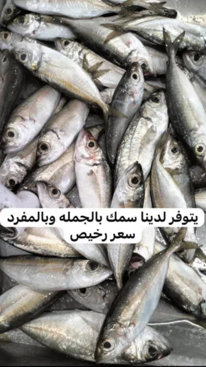 يتوفر لدينا بيع السمك بالجمله والمفرد ب أسعار ترضيكم