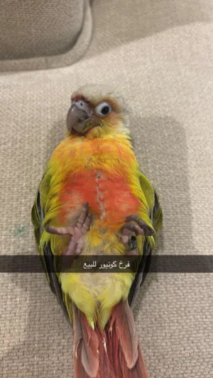 كنيور اليف