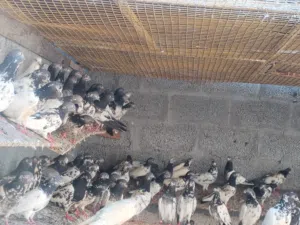 حمام باكستانيات بالجمله البيع