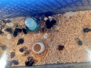 طيور وادواجن