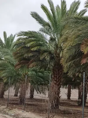 Farm Land for Sale in Salt Al Balqa'