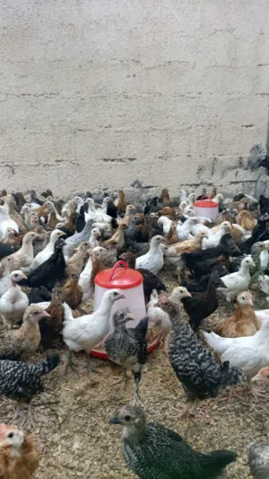دجاج محلي العمر شهر ونص الحبه 600 بيسه