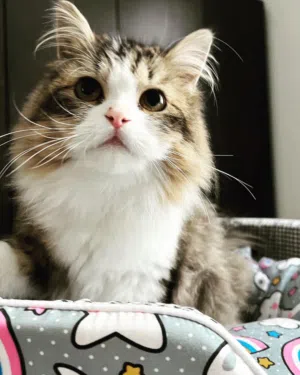 Cat for adoption