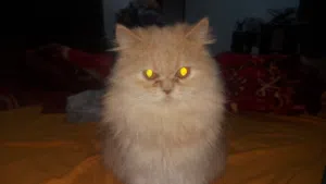 Percian Kittens and Cats for sale