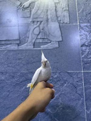 كوكتيل بينوا عيون حمر البف