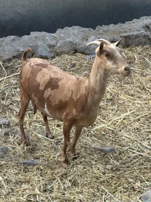 نوادر صلالي