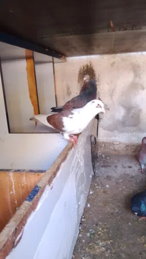 حمام للبيع بسعر مناسب سعر الجوز 6 دنناير وقابل لتفاوض تواصل على الرقم موجود في وصف الإعلان الواتس