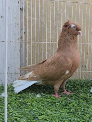 حمام زاجل وسوريات في أزواج وكش