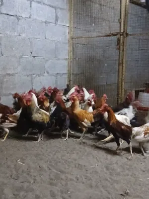 دياكه للبيع عمانيات شوف الوصف تحت