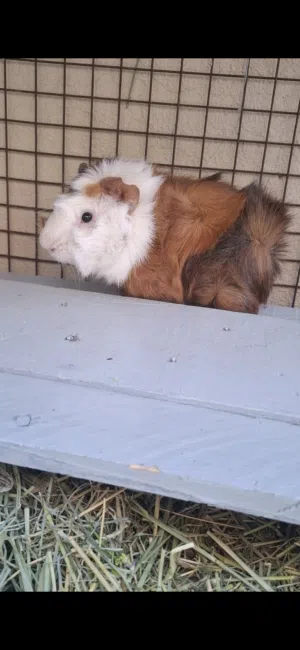 همتارو غيني للبيع