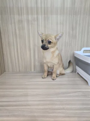 2. 4 Months Chihuahua Puppy For Adoption – Small Rehoming Fee