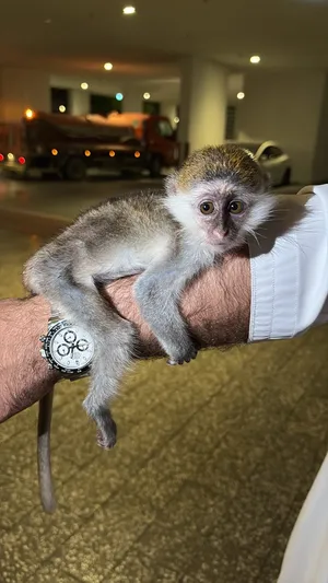 Other Animals3