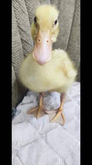 عباس 