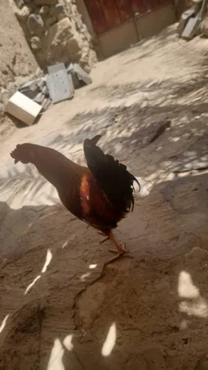 ديك للبيع كويتي