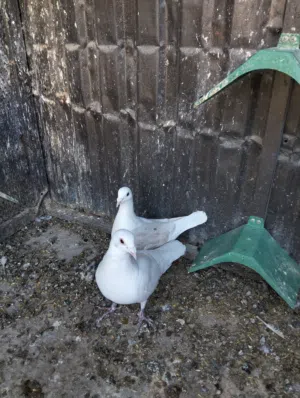 حمام زاجل للبيع اقرأ الوصف