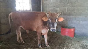 للبيع عجل محلي