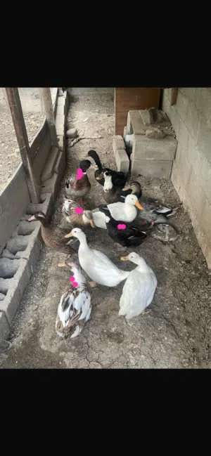 للبيع بط عماني منتج