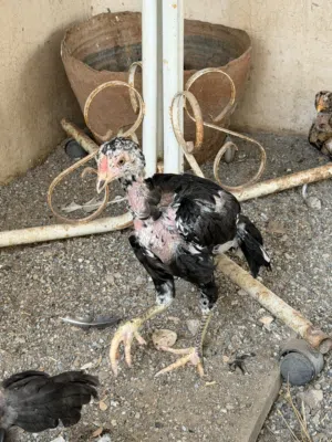 بتشوات نسل ميدان