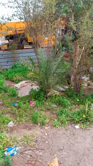 فسال نخل لعمر من 3سنه لى5