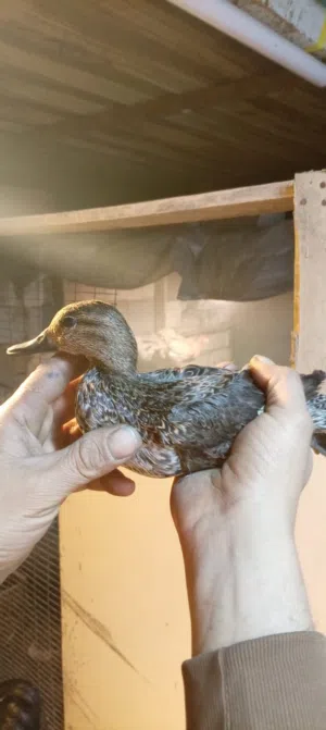 بش زوج بري اصلي حذاف مال صيد شبك  العنوان بصره شط العرب تنومه