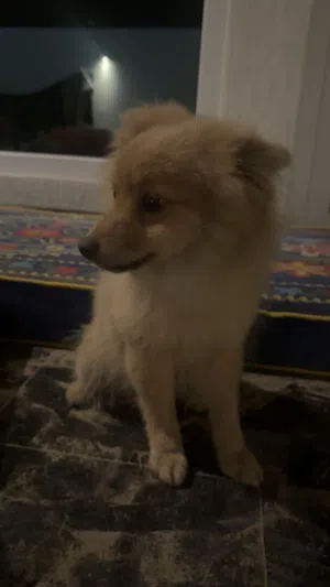 كلب بمورينيان