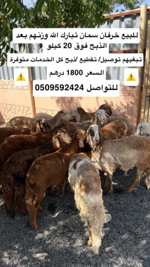 اضاحي العيد او للعزايم خرفان