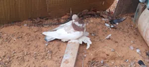 دكر هزاز ربي يبارك