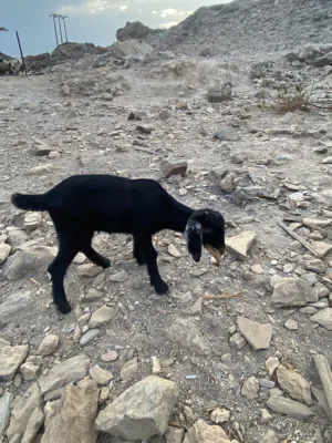 مذيار صغيره