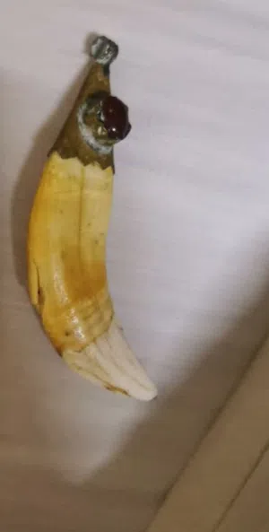 ناب الأسد الاصلي