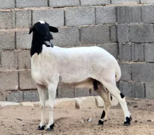 نعجة اول جمع عشرا 3 شهور