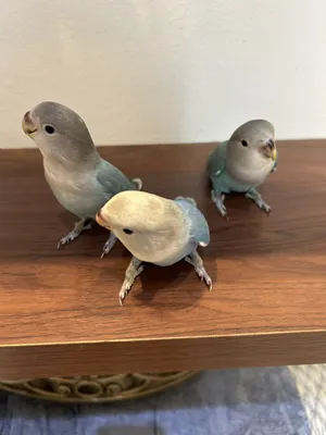 ‏ببغاء‏0