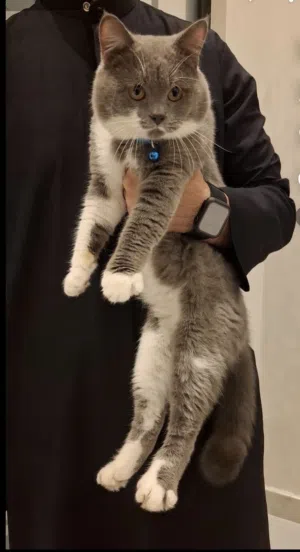 القطو متعلم و أليف