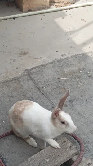 ارنب للبيع