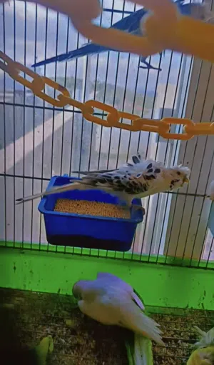 مطلوب ارانب فرنسي