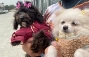 cute pets for rehohimg