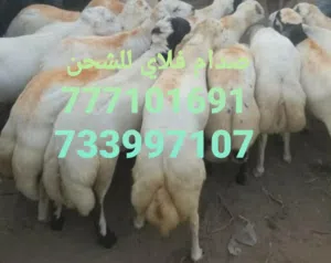 مواشي خرفان وابقار للبيع جمله الجمله فقط وللشحن والتصدير