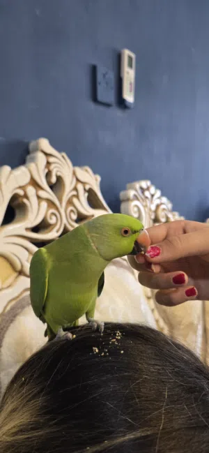 ببغاء ممتاز