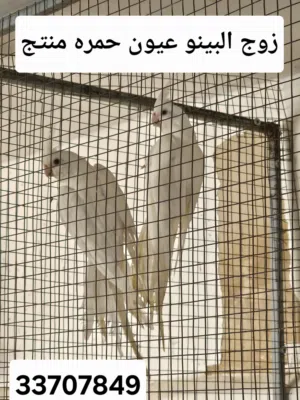 زوج كوكتيل البينو منتج